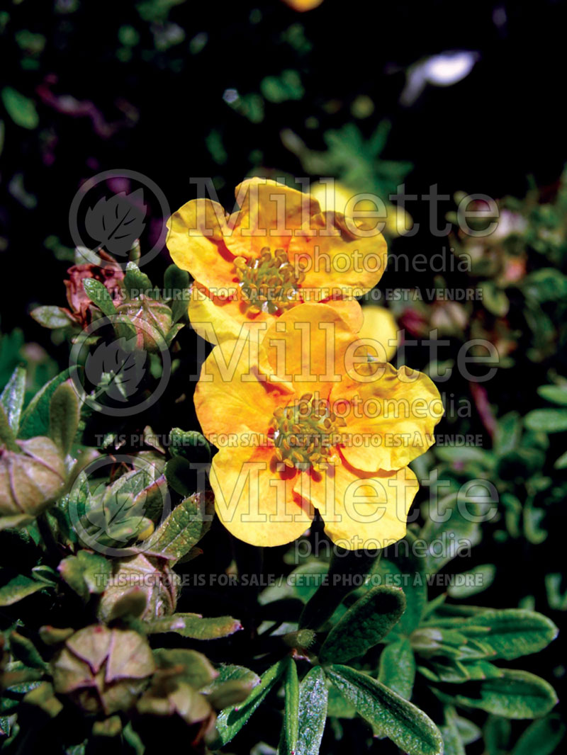 Potentilla Mango Tango or UMan (Cinquefoil) 5 