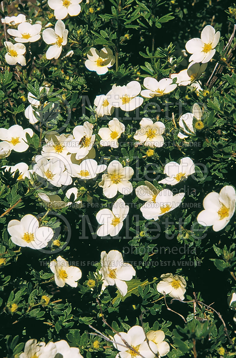 Potentilla McKay's White (Cinquefoil) 2  