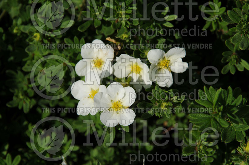 Potentilla McKay's White (Cinquefoil) 1  