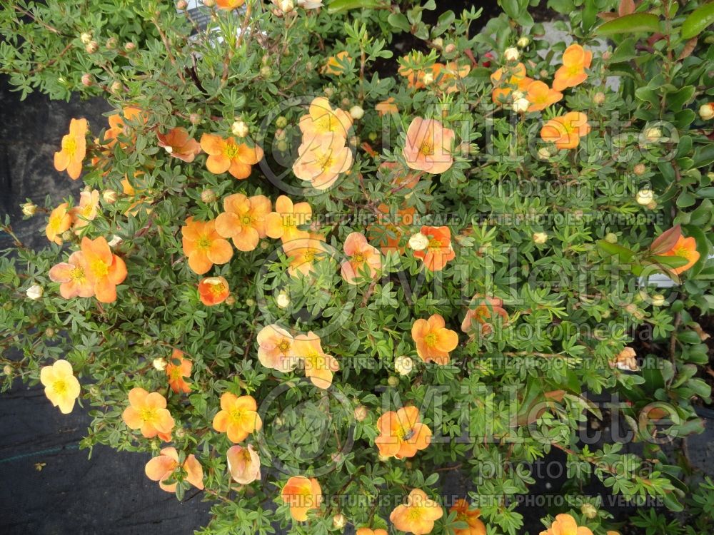 Potentilla Orangeade (Cinquefoil) 4