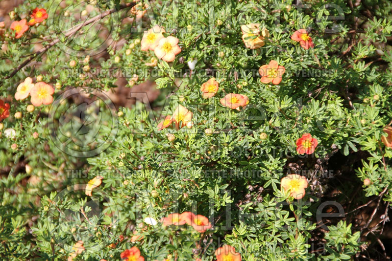 Potentilla Orangeade (Cinquefoil) 2