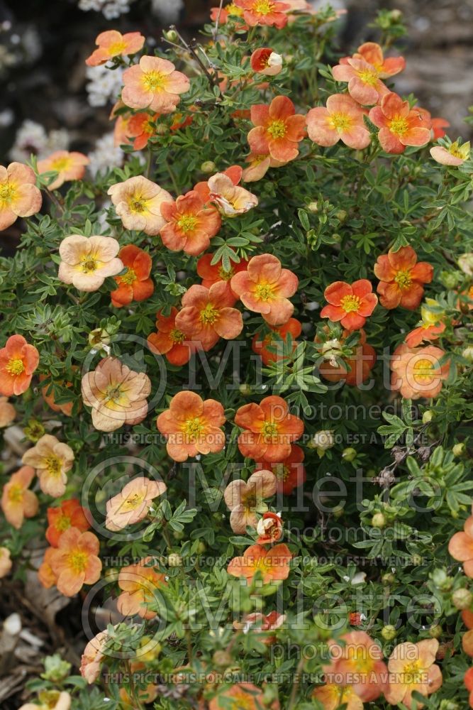 Potentilla Orangeade (Cinquefoil) 1