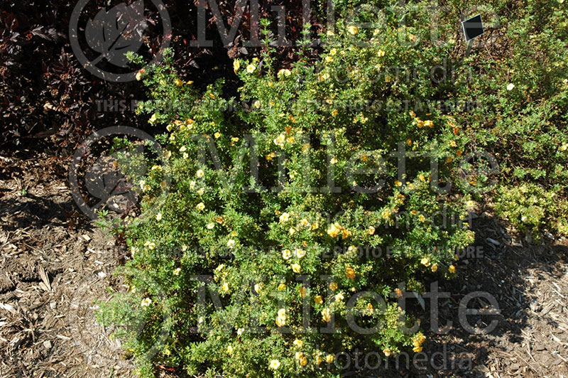 Potentilla Orangeade (Cinquefoil) 3