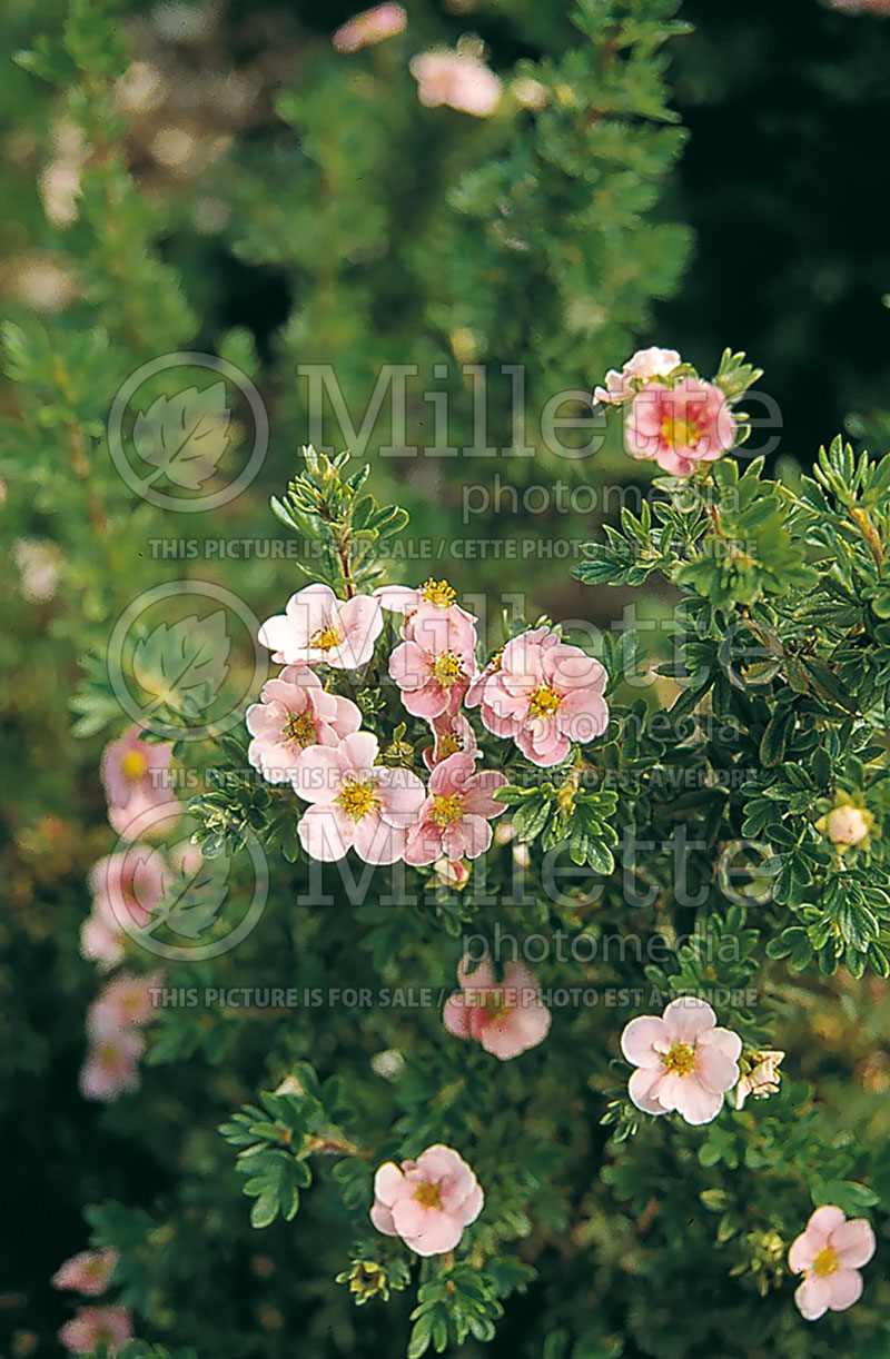 Potentilla Pink Beauty (Cinquefoil) 2  