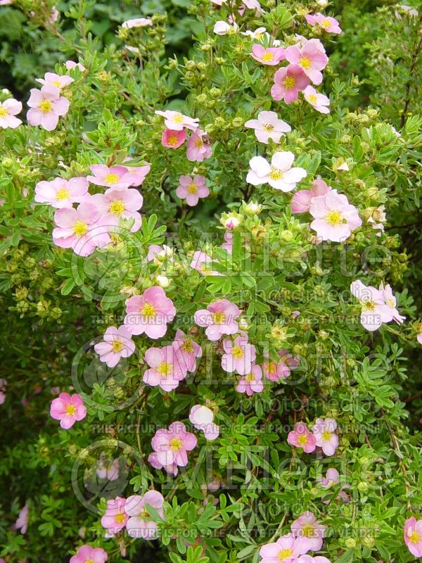 Potentilla Pink Beauty (Cinquefoil) 3  