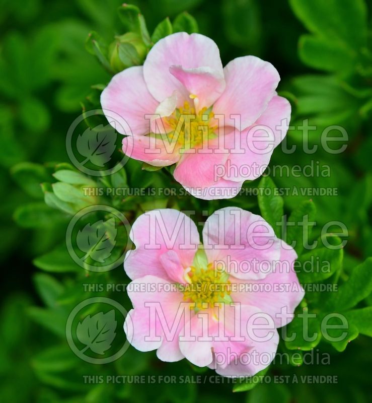 Potentilla Pink Beauty (Cinquefoil) 4  