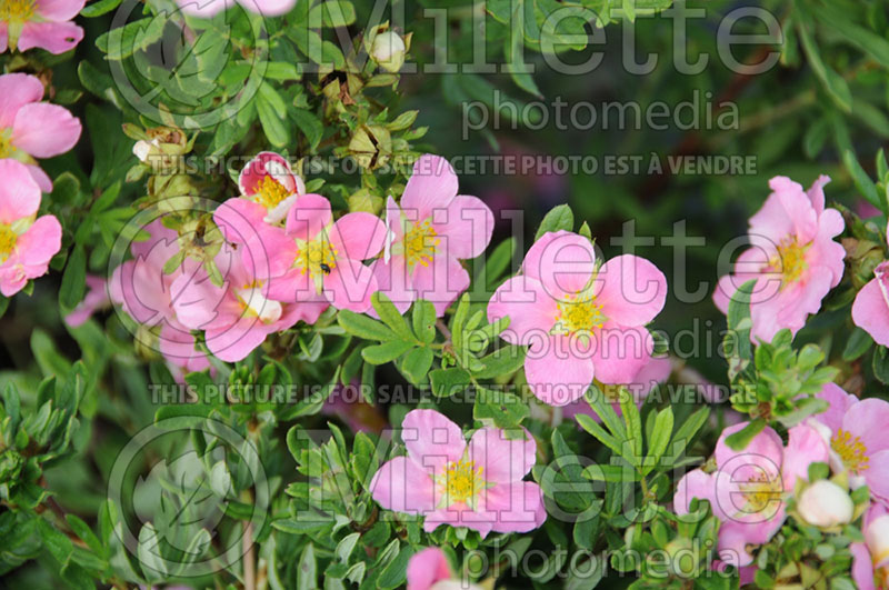 Potentilla Pink Beauty (Cinquefoil) 1  