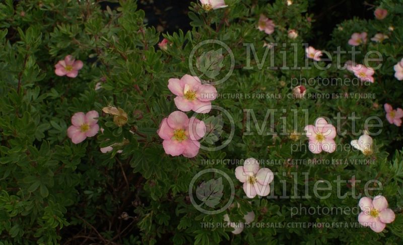 Potentilla Pink Beauty (Cinquefoil) 11  