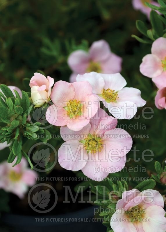 Potentilla Pink Beauty (Cinquefoil) 6  