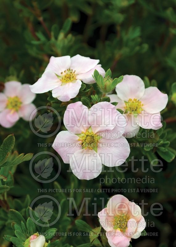 Potentilla Pink Beauty (Cinquefoil) 8  