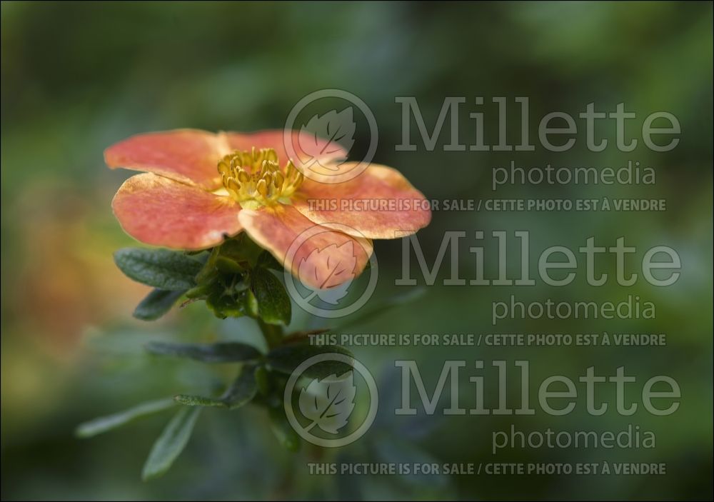 Potentilla Red Ace (Cinquefoil) 5