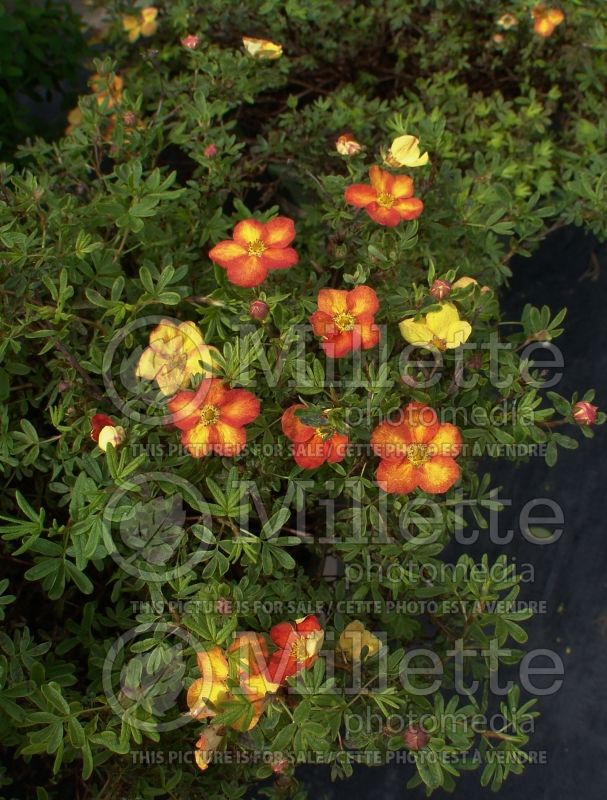 Potentilla Red Ace (Cinquefoil) 4