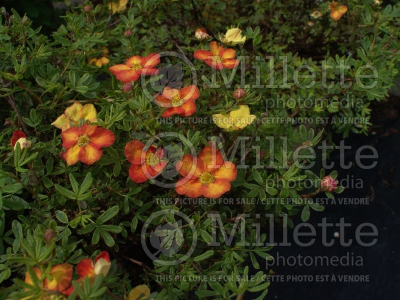 Potentilla Red Ace (Cinquefoil) 3