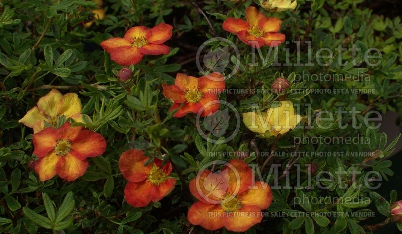 Potentilla Red Ace (Cinquefoil) 2