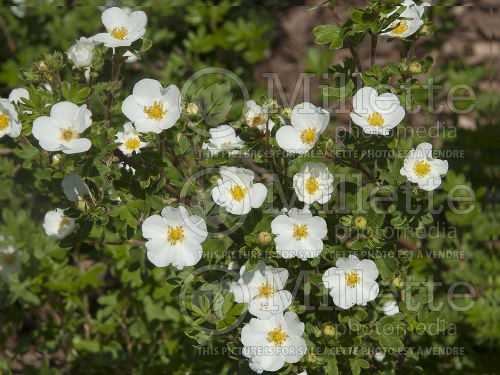 Potentilla Snowbird (Cinquefoil) 1