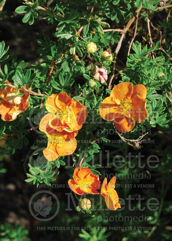 Potentilla Sunset (Cinquefoil) 1