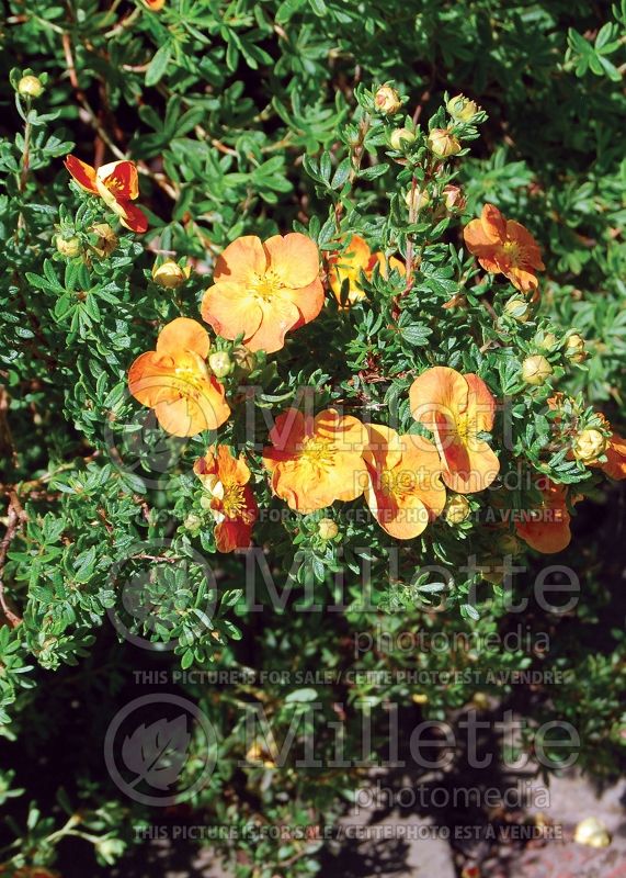 Potentilla Sunset (Cinquefoil) 2