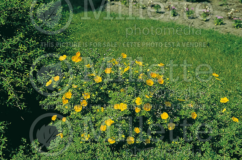 Potentilla Tangerine (Cinquefoil) 1