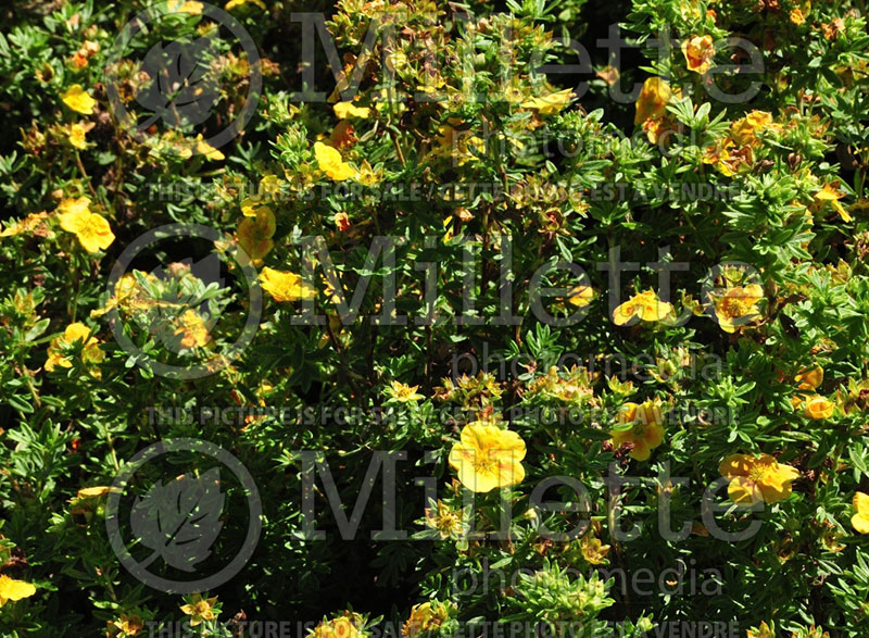 Potentilla Mango Tango or UMan (Cinquefoil) 6 