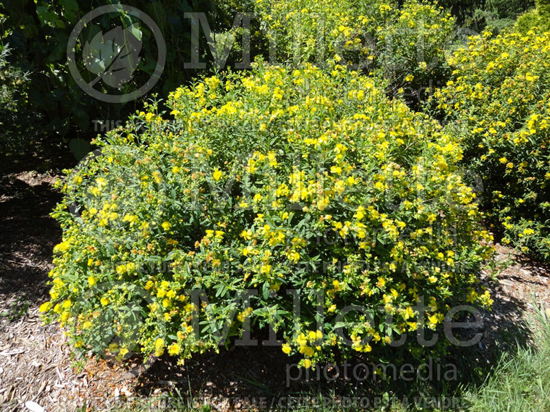 Potentilla Yellow Gem (Cinquefoil) 1