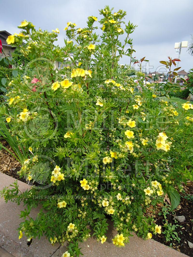 Potentilla Yellow Gem (Cinquefoil) 2