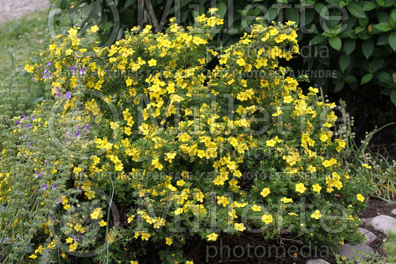 Potentilla Happy Face (Cinquefoil) 1