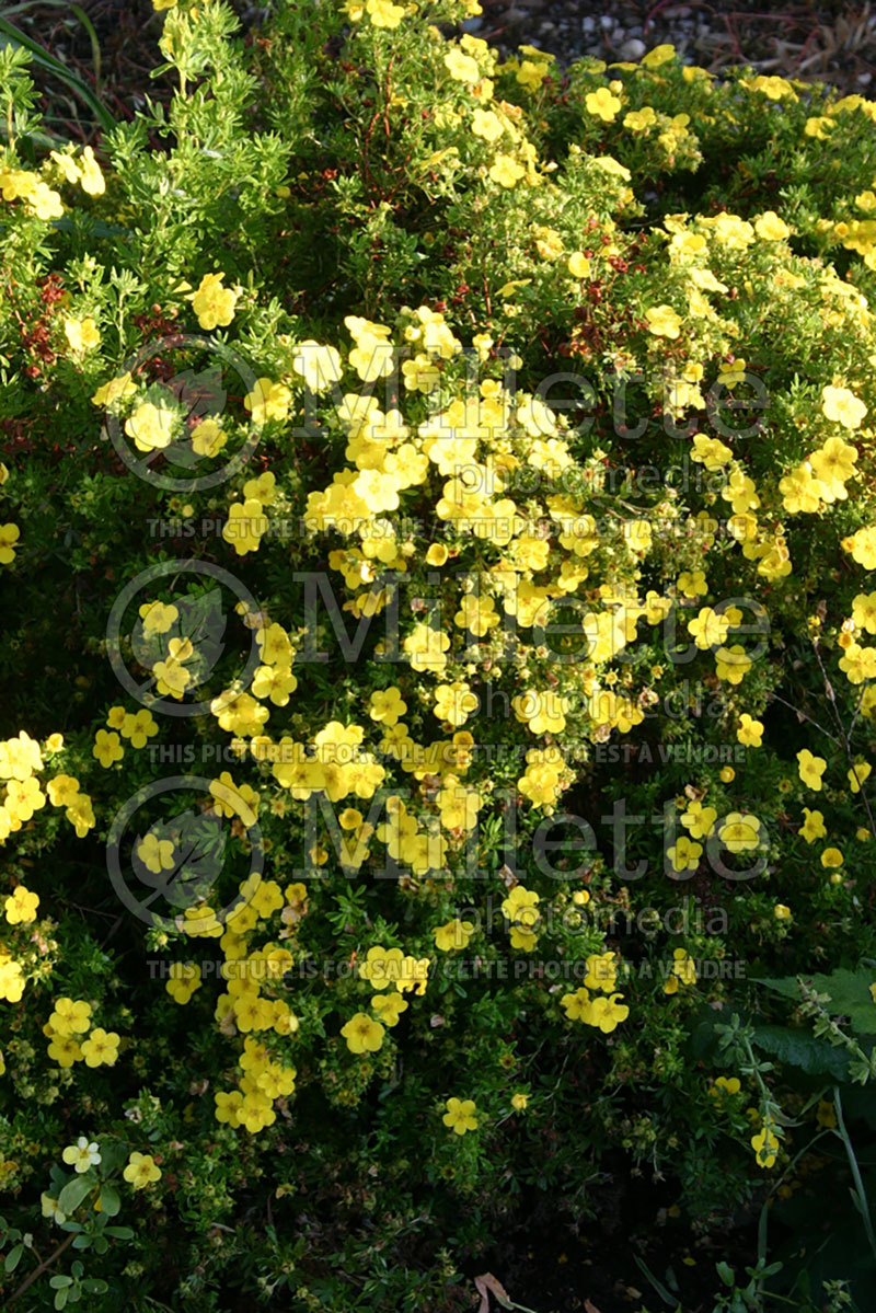 Potentilla Happy Face (Cinquefoil) 2