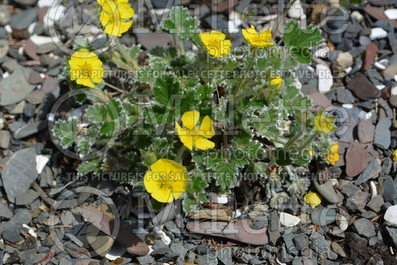 Potentilla Nana (Cinquefoil) 1