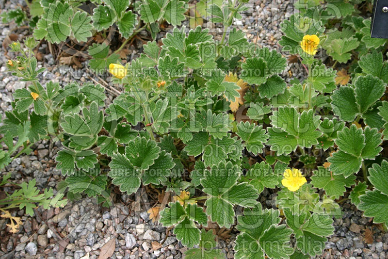 Potentilla megalantha (Cinquefoil) 1