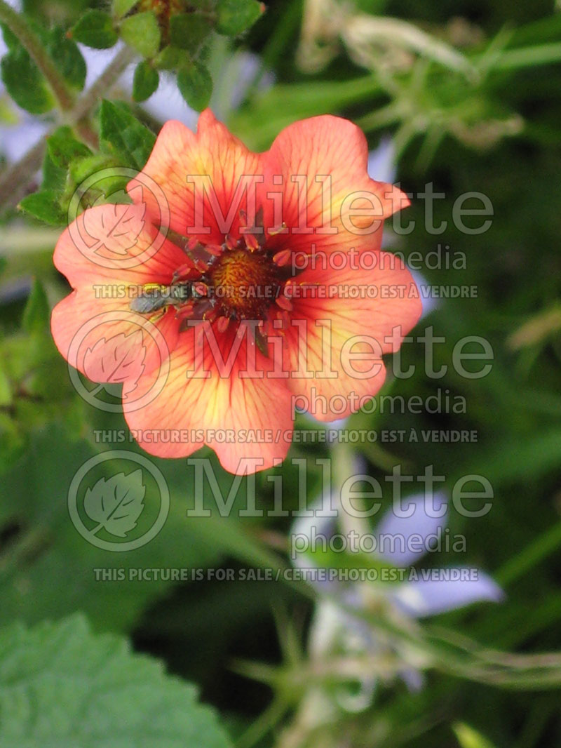 Potentilla Melton Fire (Cinquefoil) 1 