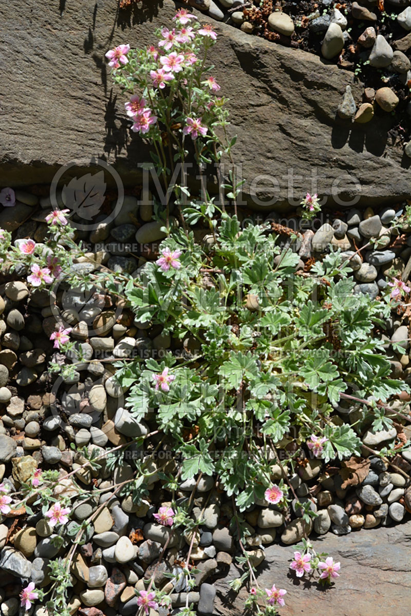 Potentilla porphyrantha (Cinquefoil) 1