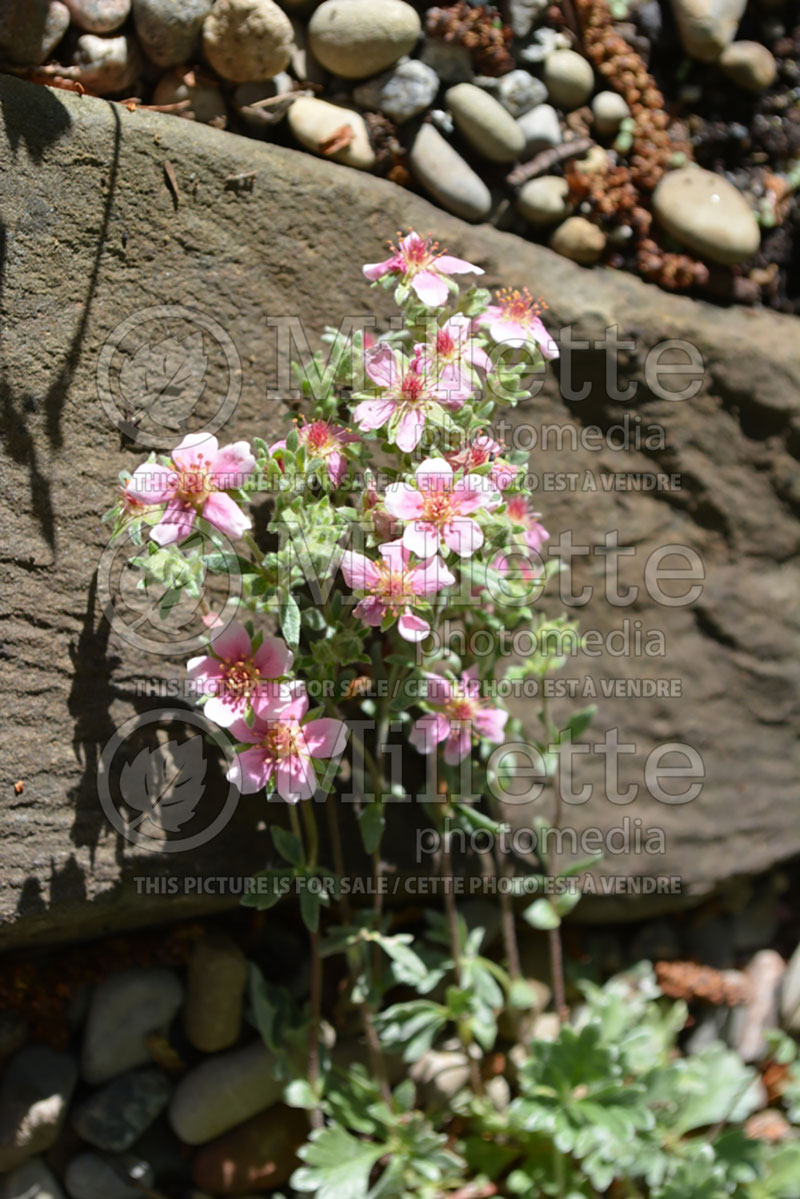 Potentilla porphyrantha (Cinquefoil) 2