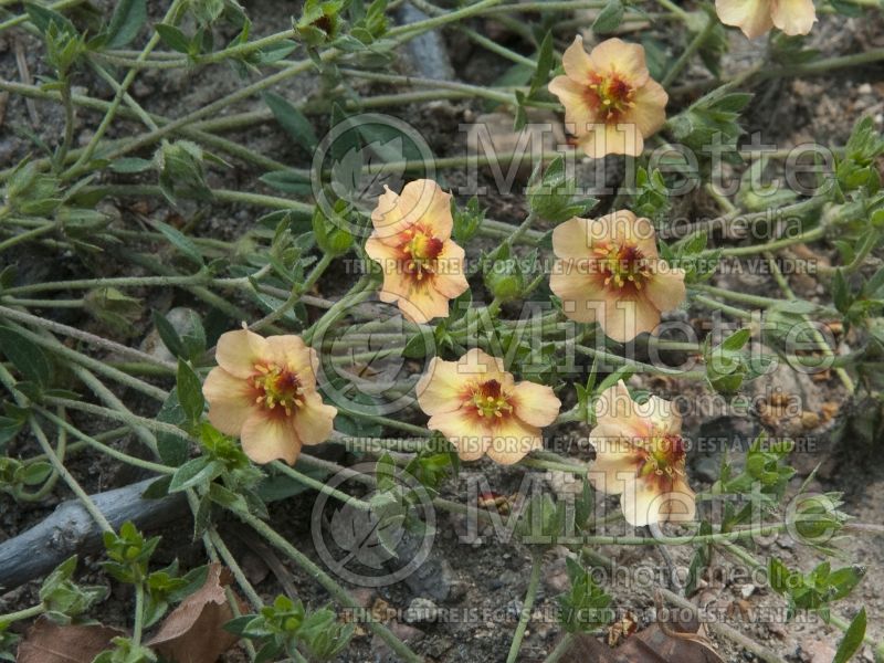 Potentilla tonguei (Prairie Cinquefoil) 1