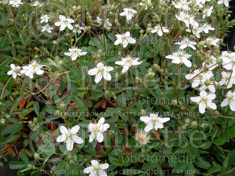 Potentilla Nuuk (Cinquefoil) 1