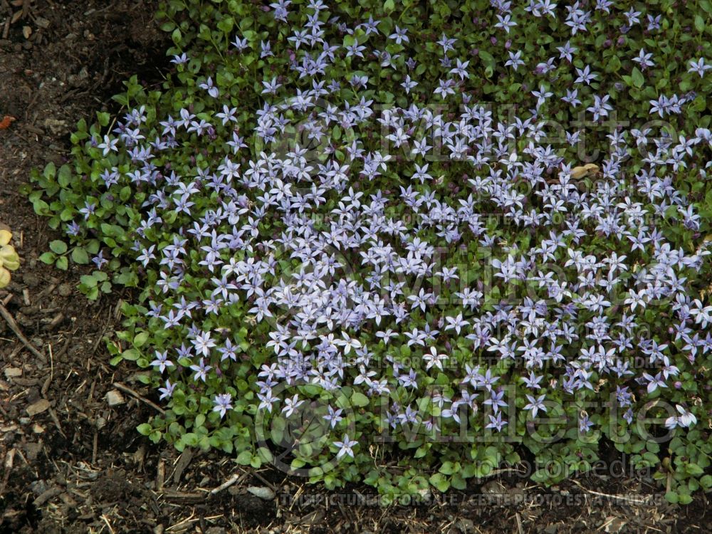 Pratia pedunculata (blue star creeper) 2 
