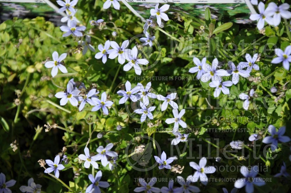 Pratia pedunculata (blue star creeper) 4 