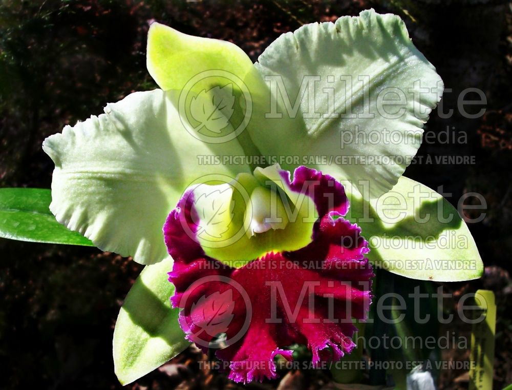 Pratum Green Boonserm (Orchid - Cattleya) 1 