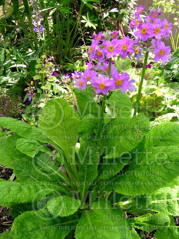 Primula Carminea (Japanese primrose) 4