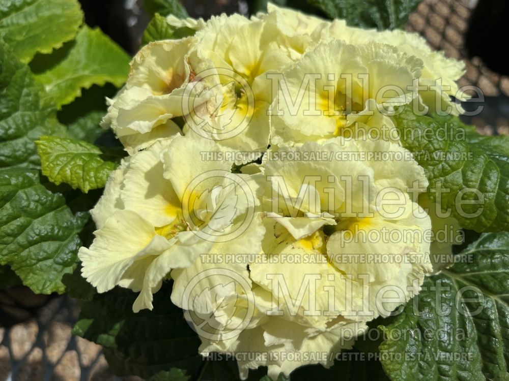 Primula Elodie Lime (Primrose) 1 