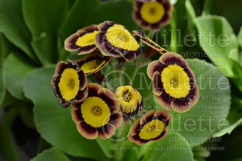 Primula Bavarian Gaudi aka Hanni (Primrose) 1 