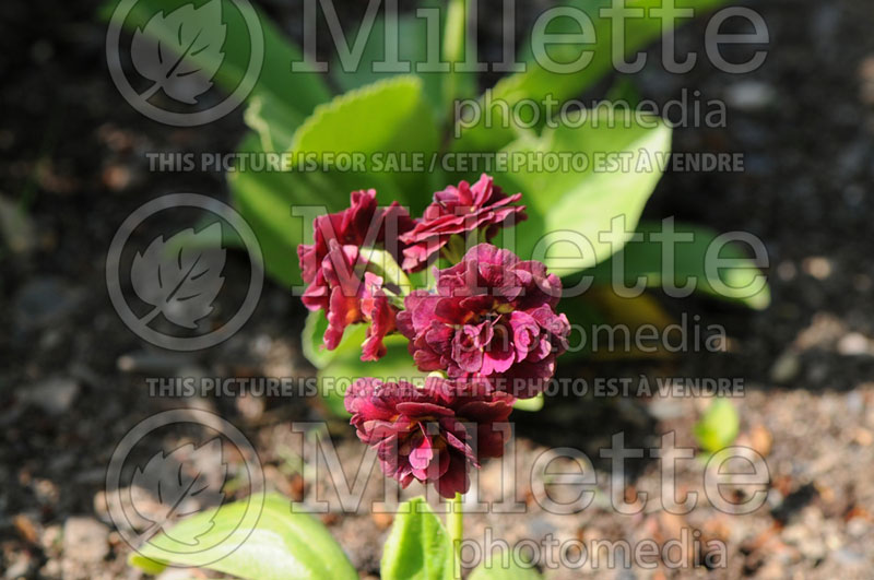 Primula Brownie (Primrose) 1 