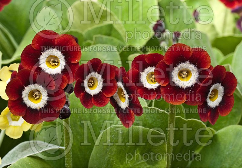 Primula Dale's Red (Primrose)  1