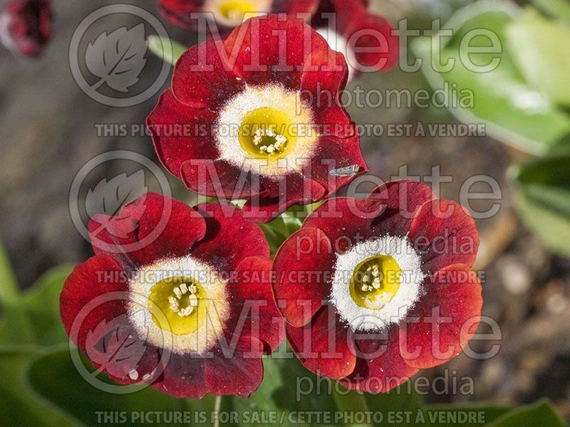 Primula Dale's Red (Primrose)  3