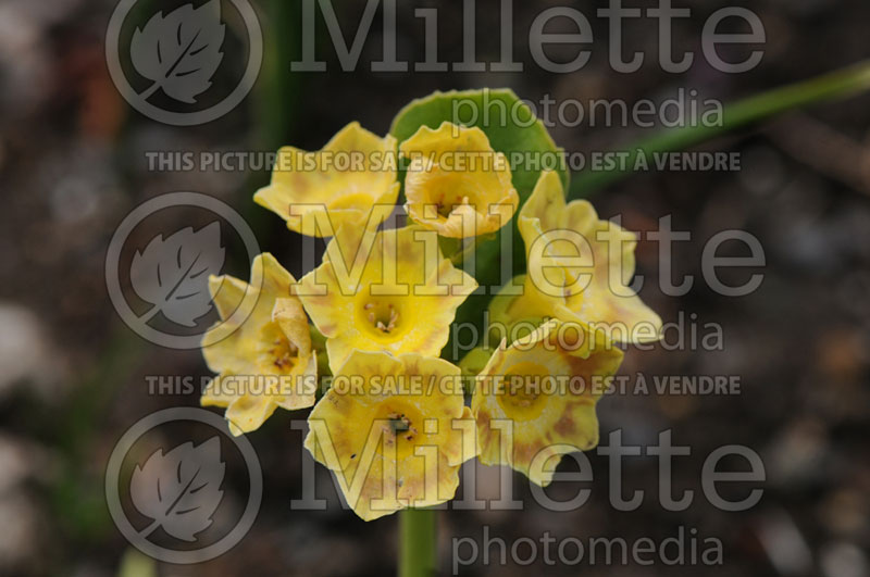 Primula Parakeet (Primrose) 1 