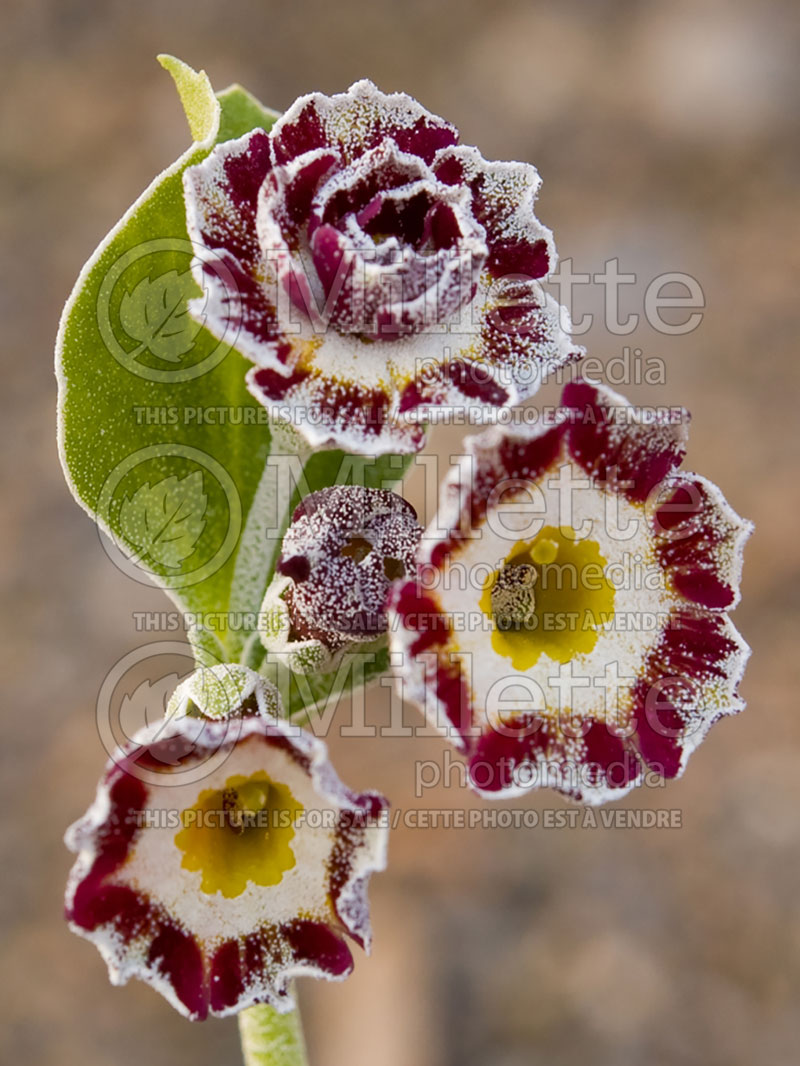 Primula Pinstripe (Primrose) 1 