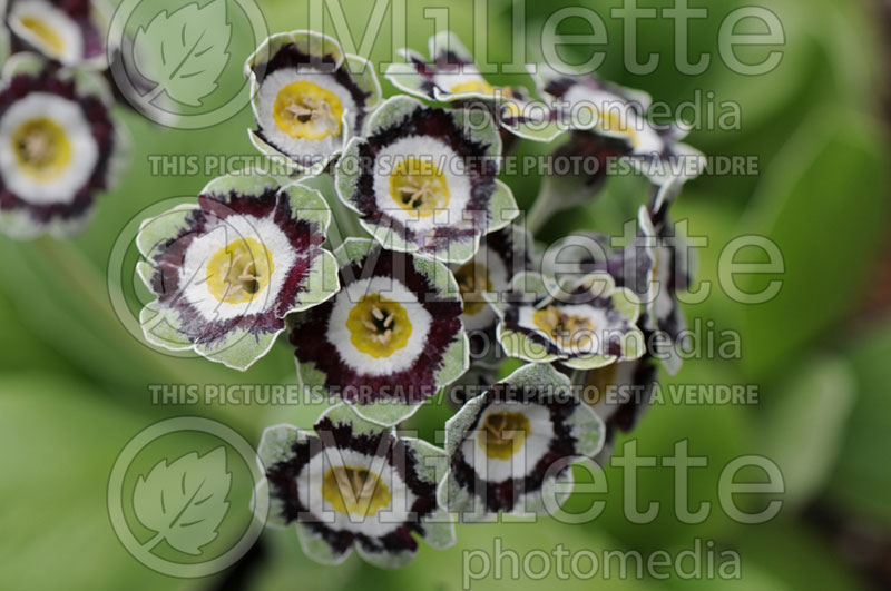 Primula Silver Ways (Primrose) 1 