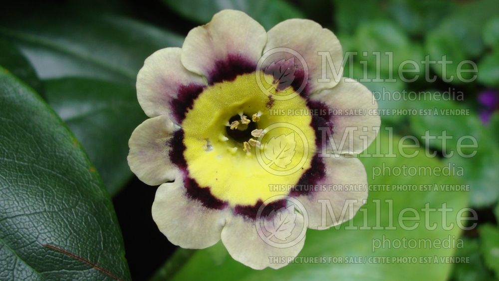 Primula Sirius (Primrose) 1 