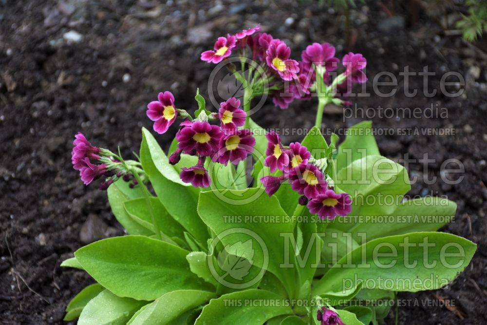 Primula Viennese Waltz (Primrose) 1 