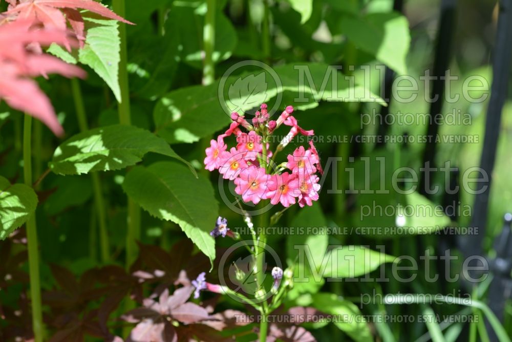 Primula beesiana (Primrose) 2