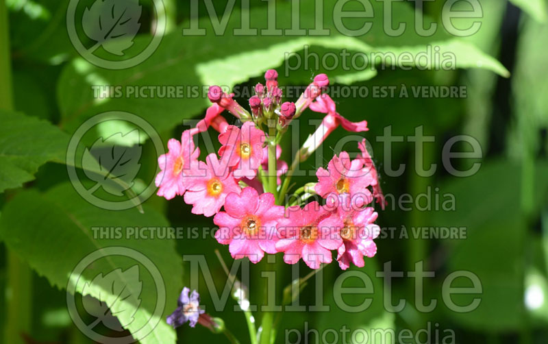 Primula beesiana (Primrose) 1